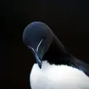 eretik