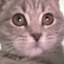 ilovemeow