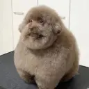 rutellee