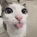 Скумбрия