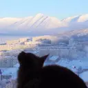 Kote