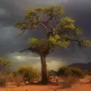 n0liik