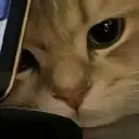 zxzlzy