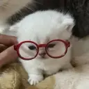 egoshtorm