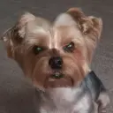 gubenator