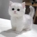 swasher