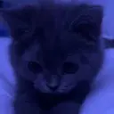 crycat