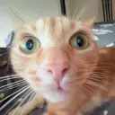 Ellsozo