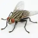 myxa532