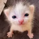 KolektoraHH