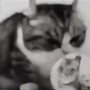 Фугу