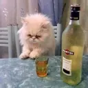Kimmoli