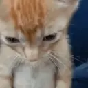 Fonker