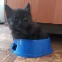 mmreu