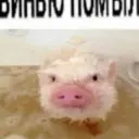 свиньюпомыли