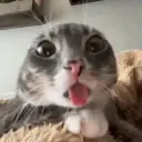 devvv