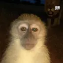 yyurchikk