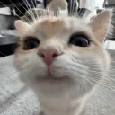 KatzeOT