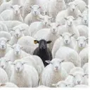 BlackSheep