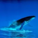 Lolz profile picture for @whale