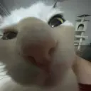 Lolz profile picture for @Kittens