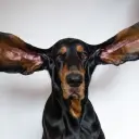 Темпларассасин