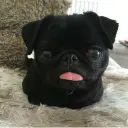 ПошлыйВампир2009