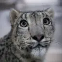 Snow_Leopard