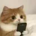 forsenCat