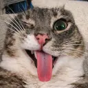 Lolz profile picture for @QUICK