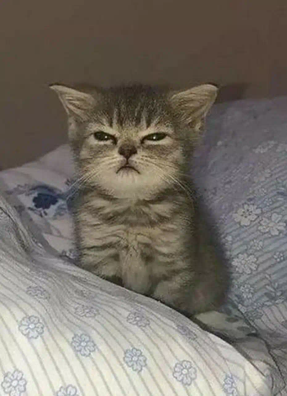 Котенок Проснулся Фото