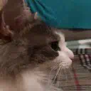 :cat_surprised: