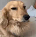 :smiledog: