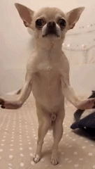 Dog dance