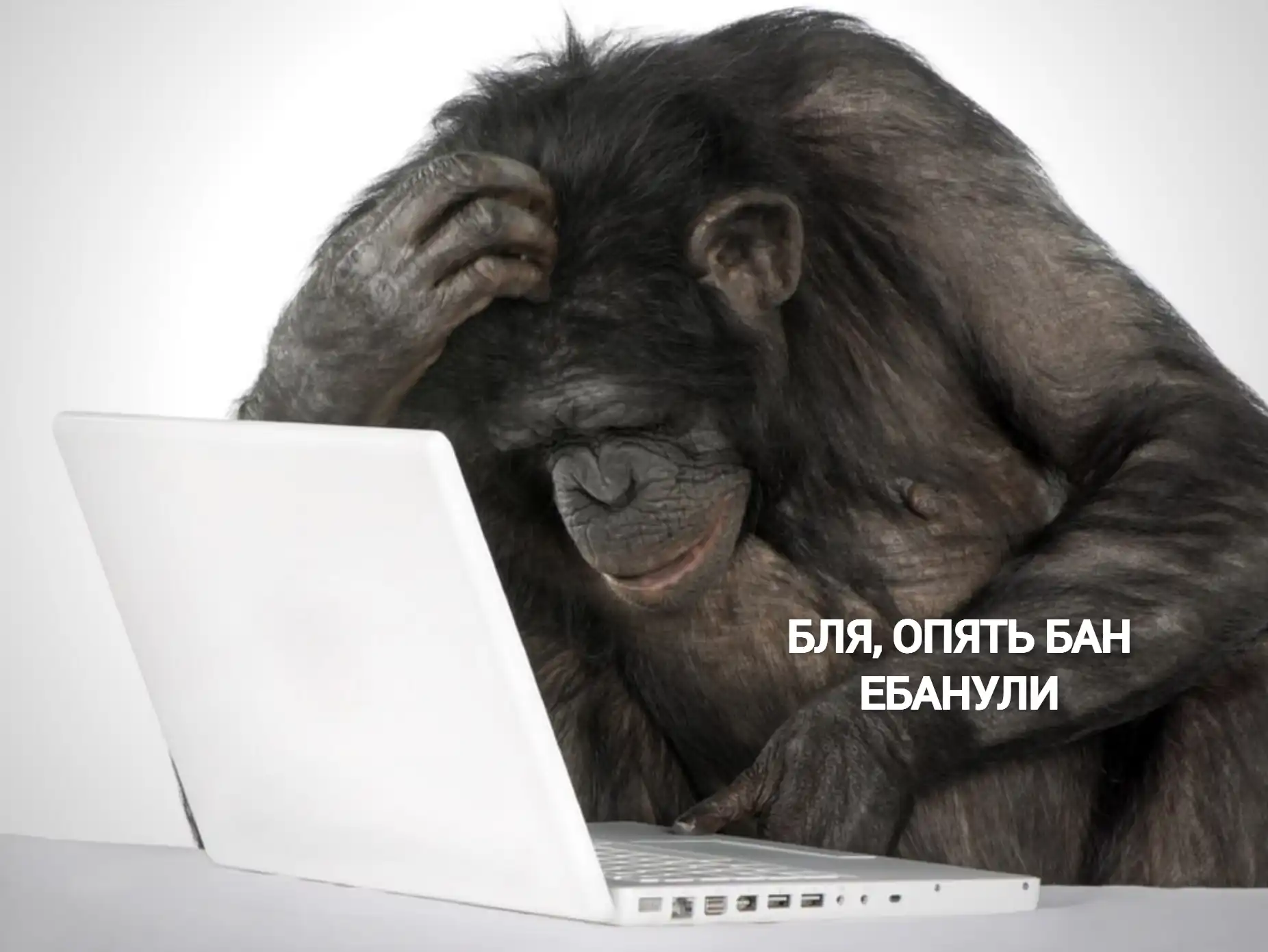 Обезьяна с ноутбуком мем