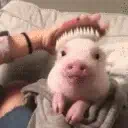 :pigchill: