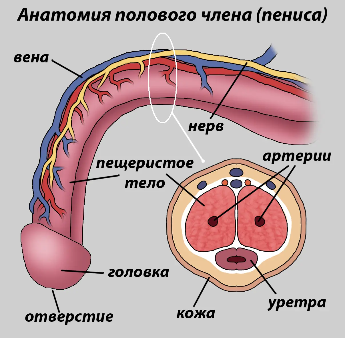 Анатомия и физиология мужской мочеполовой системы