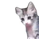 :cat_ayo: