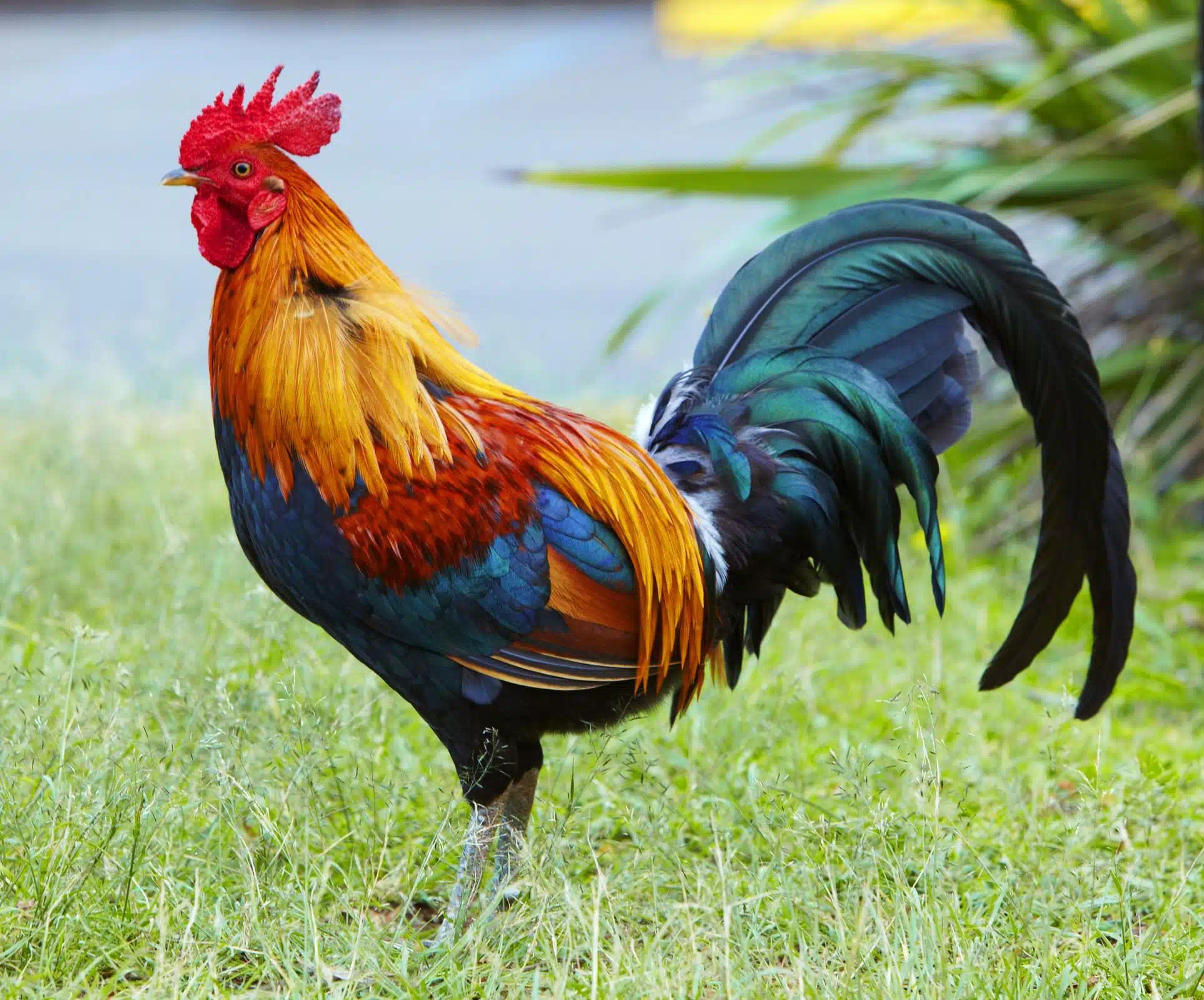 Петухи красивые