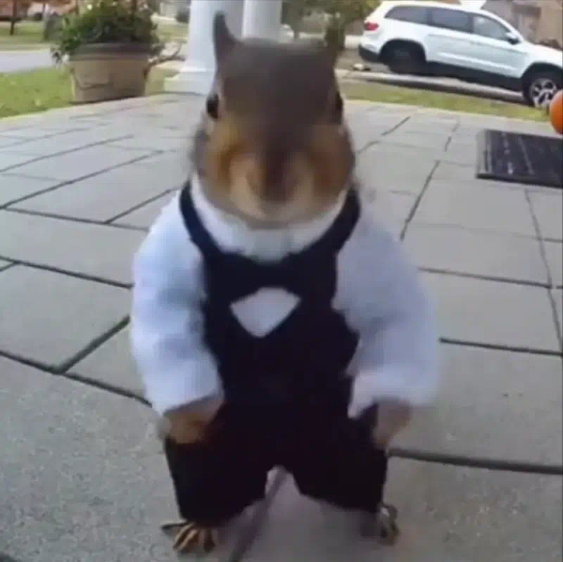 :squirrel: