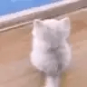 :catwait:
