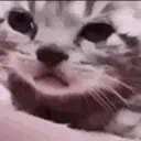 :cryingcat: