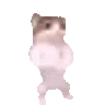 :cat_rave: