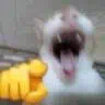:cat_gaga: