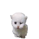 :catpop: