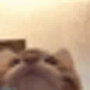 :cat_eats:
