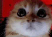 :cat_angry: