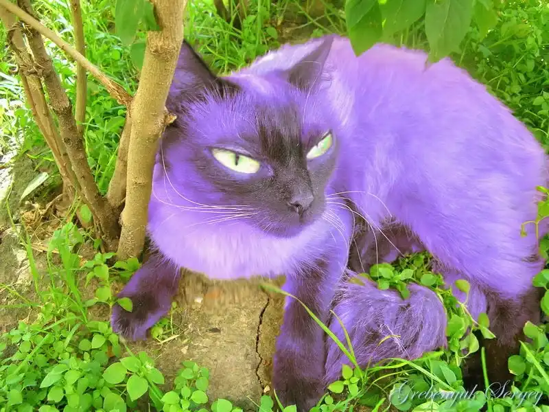 Фиолетовый кот видео. Фиолетовая кошка. Фиолетовые коты. Сиреневая кошка. Фиолетовый цвет кошка.