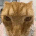 :cat_flex: