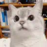 :cat_nope: